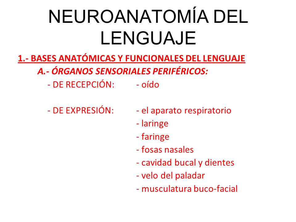 NEUROANATOMÍA DEL LENGUAJE