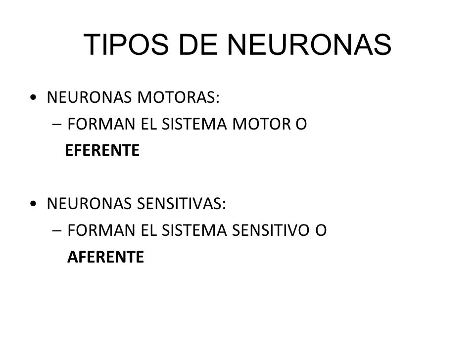 TIPOS DE NEURONAS NEURONAS MOTORAS: FORMAN EL SISTEMA MOTOR O EFERENTE
