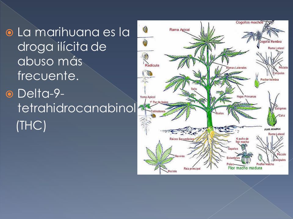 La marihuana es la droga ilícita de abuso más frecuente.