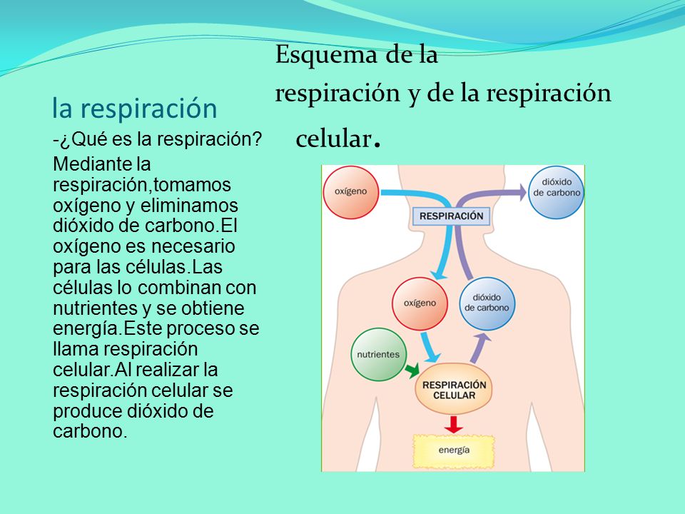 la respiración Esquema de la respiración y de la respiración celular.