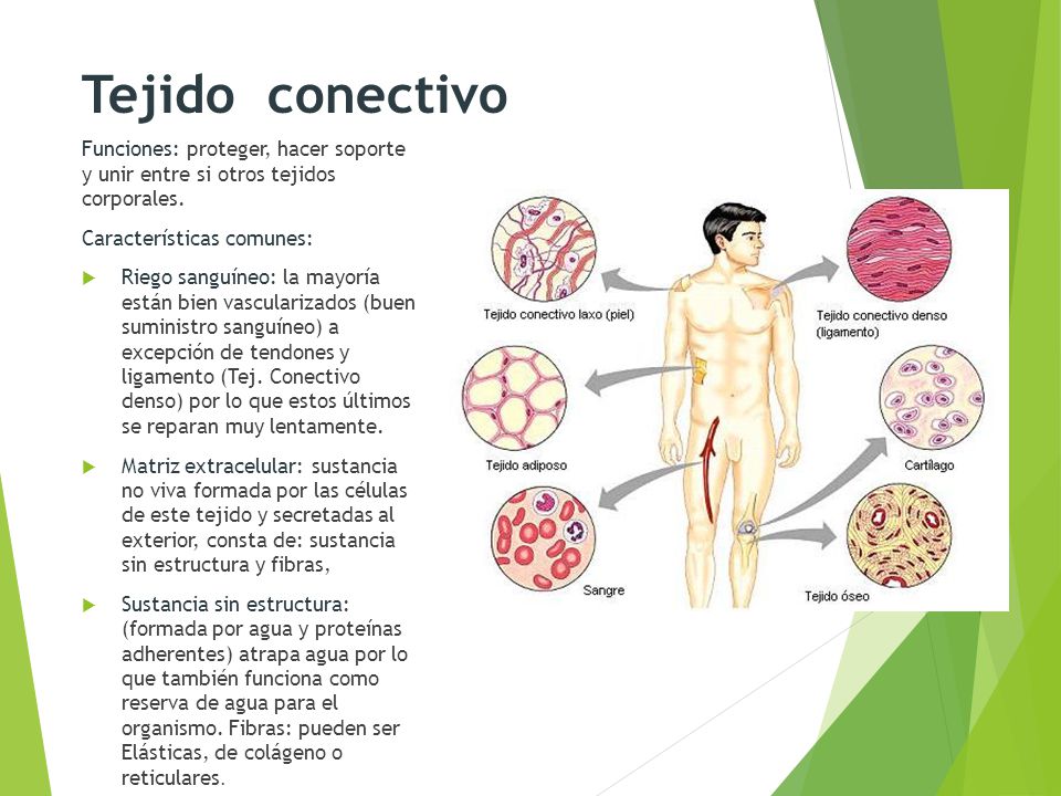 Tejido conectivo Funciones: proteger, hacer soporte y unir entre si otros tejidos corporales. Características comunes: