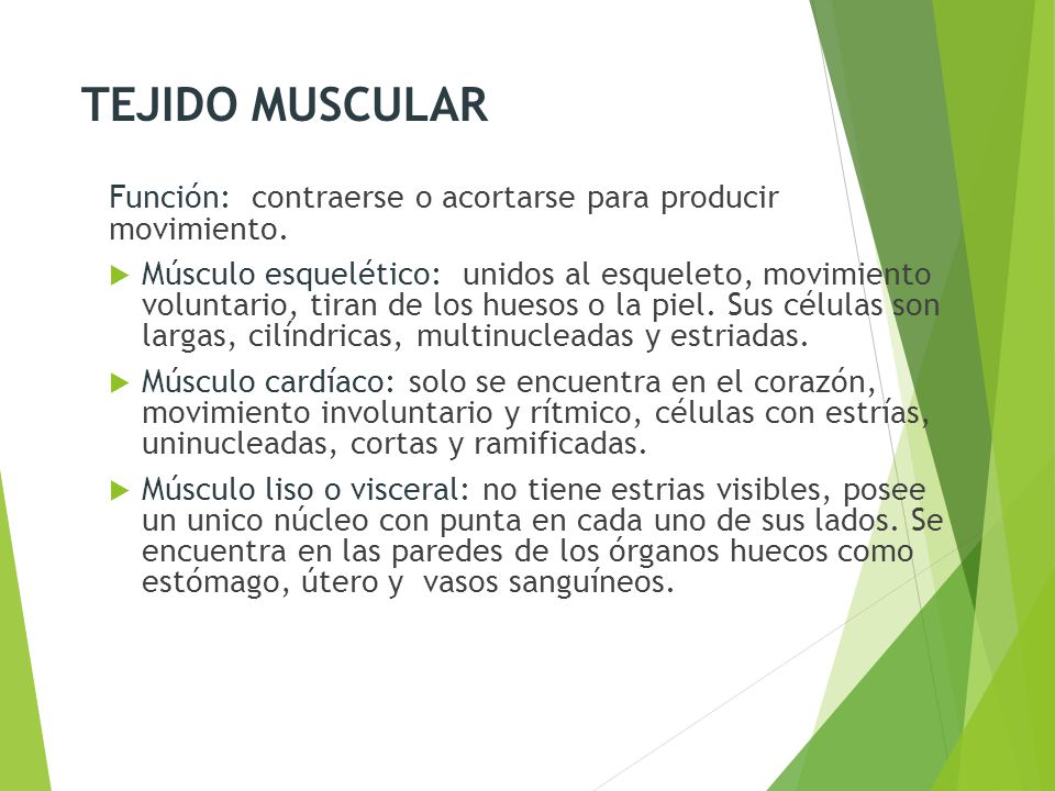TEJIDO MUSCULAR Función: contraerse o acortarse para producir movimiento.