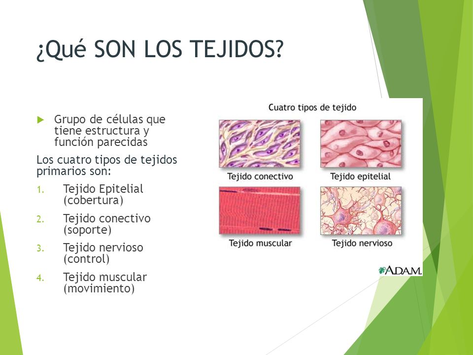 ¿Qué SON LOS TEJIDOS Grupo de células que tiene estructura y función parecidas. Los cuatro tipos de tejidos primarios son: