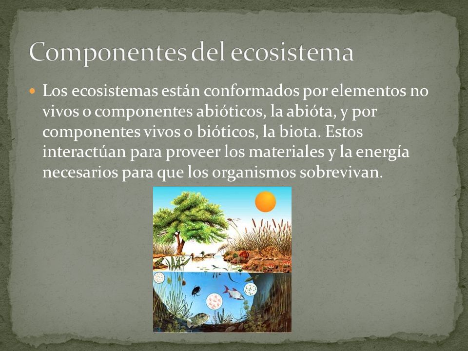 Componentes del ecosistema
