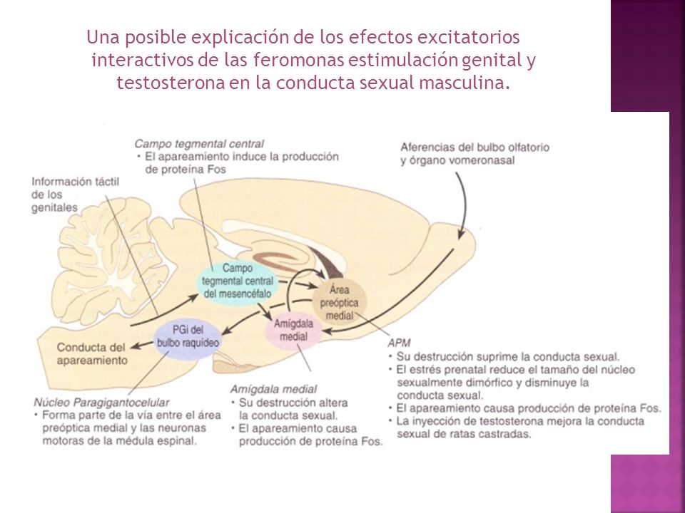 Una posible explicación de los efectos excitatorios interactivos de las feromonas estimulación genital y testosterona en la conducta sexual masculina.