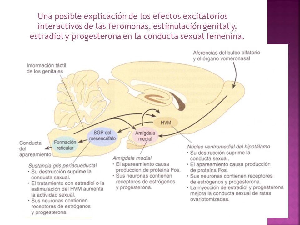 Una posible explicación de los efectos excitatorios interactivos de las feromonas, estimulación genital y, estradiol y progesterona en la conducta sexual femenina.