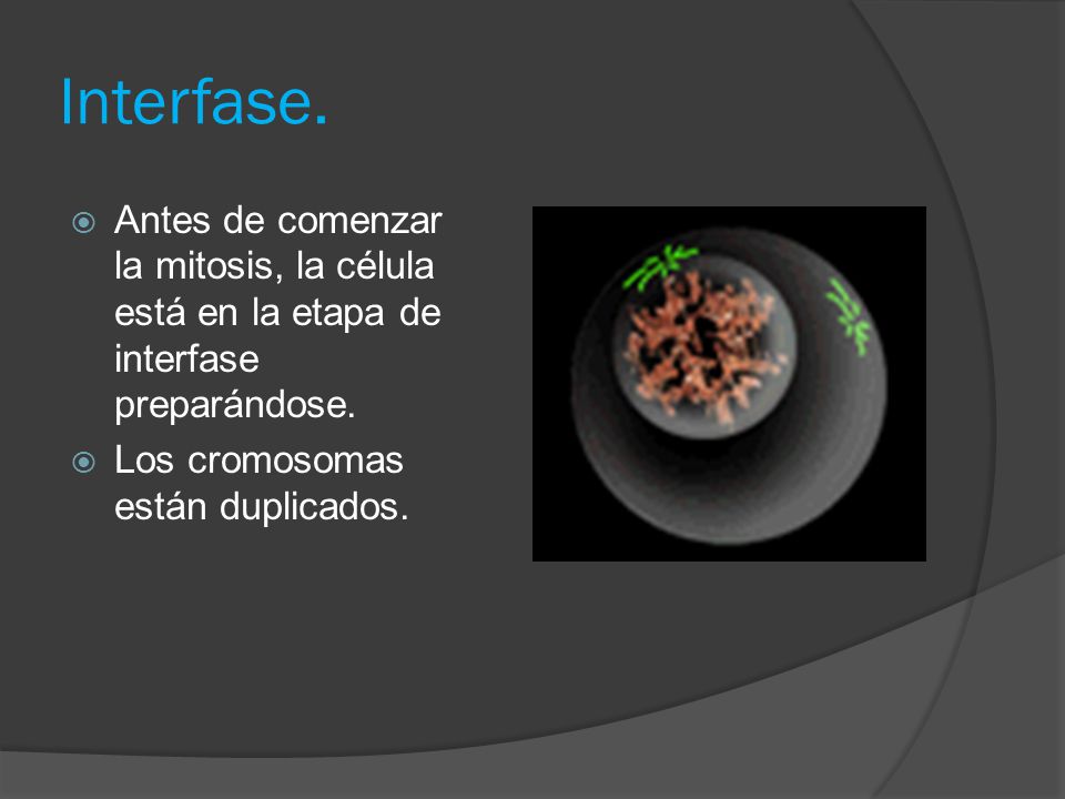 Interfase. Antes de comenzar la mitosis, la célula está en la etapa de interfase preparándose.