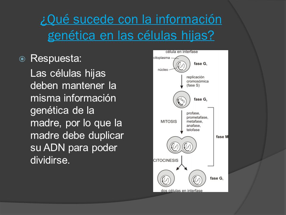 ¿Qué sucede con la información genética en las células hijas