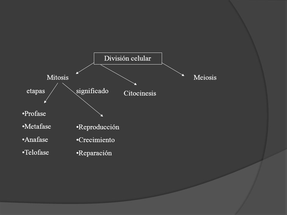 División celular Mitosis. Meiosis. etapas. significado. Citocinesis. Profase. Metafase. Anafase.