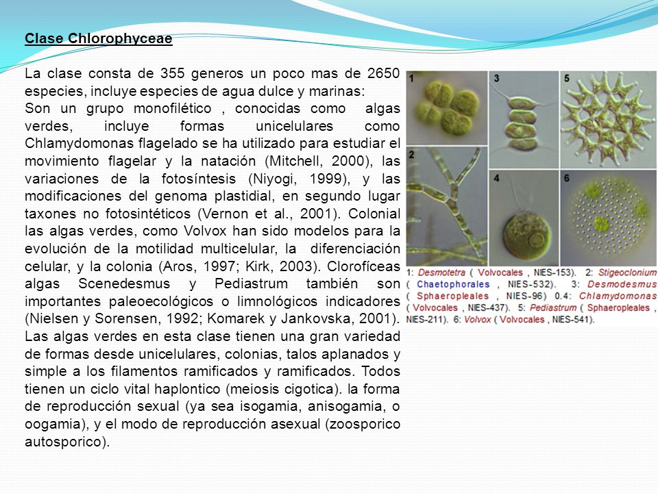 Clase Chlorophyceae La clase consta de 355 generos un poco mas de 2650 especies, incluye especies de agua dulce y marinas: