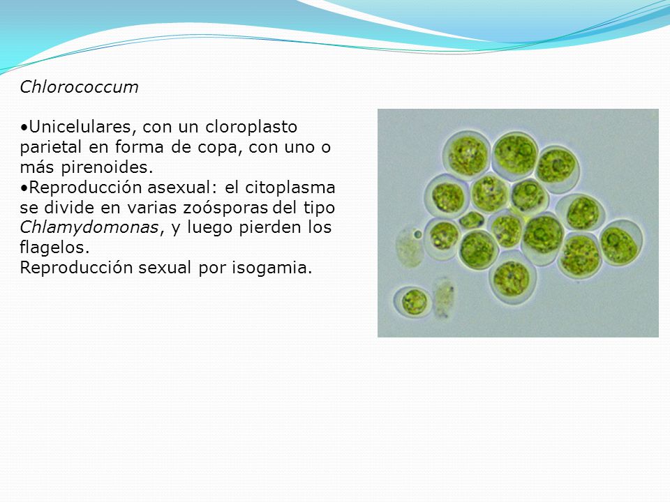 Chlorococcum Unicelulares, con un cloroplasto parietal en forma de copa, con uno o más pirenoides.