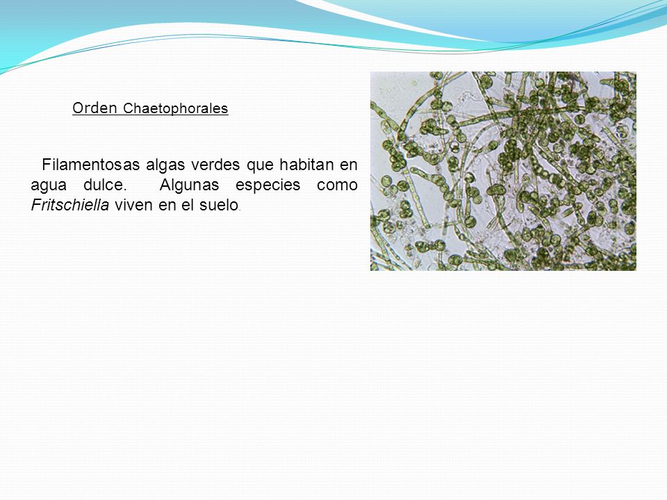 Orden Chaetophorales Filamentosas algas verdes que habitan en agua dulce.