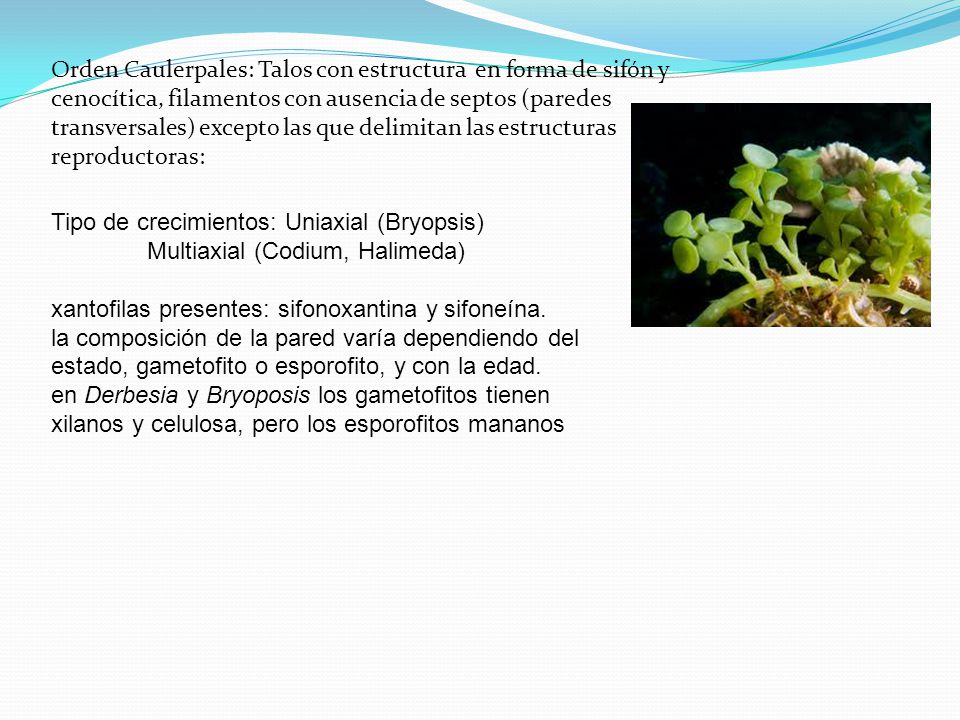 Orden Caulerpales: Talos con estructura en forma de sifón y cenocítica, filamentos con ausencia de septos (paredes transversales) excepto las que delimitan las estructuras reproductoras: