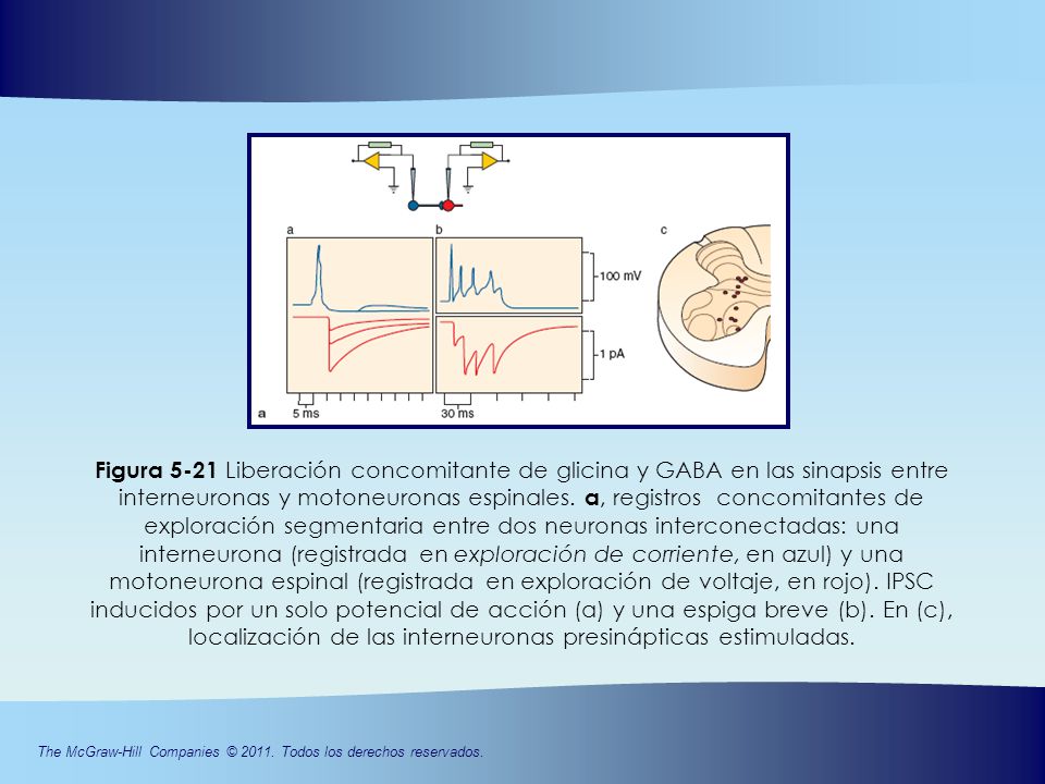 Figura 5-21 Liberación concomitante de glicina y GABA en las sinapsis entre interneuronas y motoneuronas espinales.
