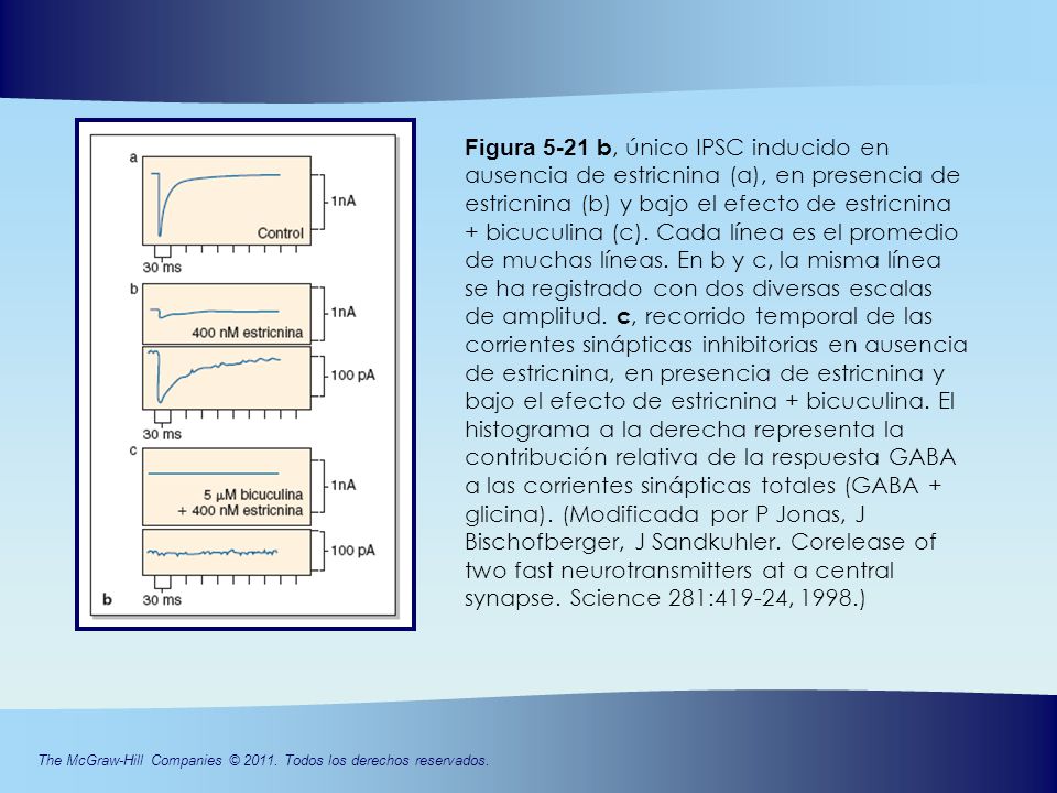 Figura 5-21 b, único IPSC inducido en ausencia de estricnina (a), en presencia de estricnina (b) y bajo el efecto de estricnina + bicuculina (c). Cada línea es el promedio de muchas líneas. En b y c, la misma línea se ha registrado con dos diversas escalas de amplitud. c, recorrido temporal de las corrientes sinápticas inhibitorias en ausencia de estricnina, en presencia de estricnina y bajo el efecto de estricnina + bicuculina. El histograma a la derecha representa la