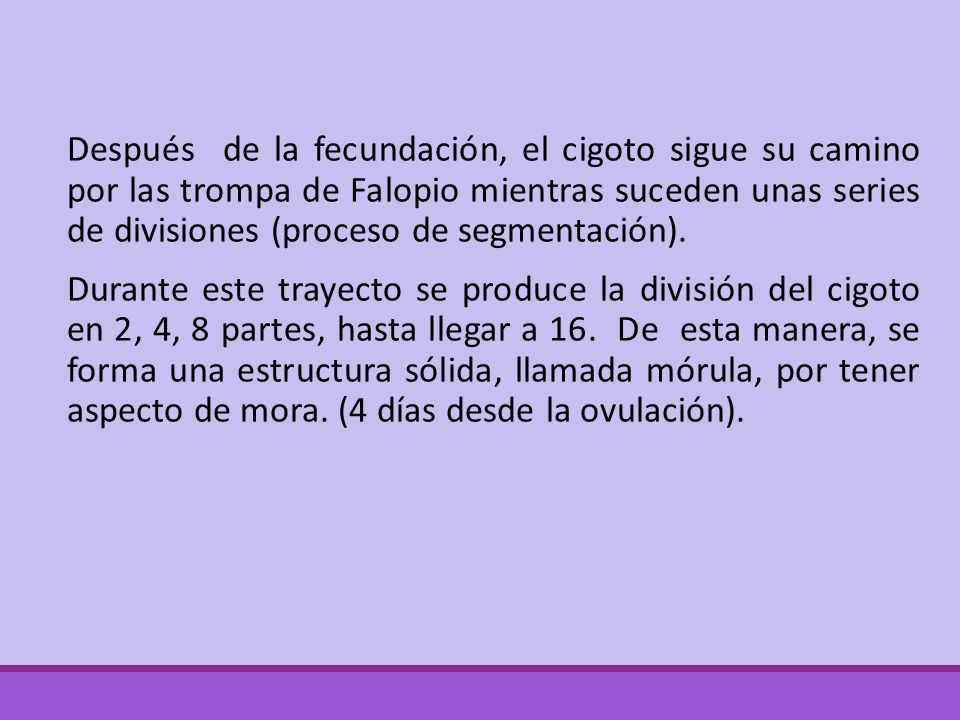Después de la fecundación, el cigoto sigue su camino por las trompa de Falopio mientras suceden unas series de divisiones (proceso de segmentación).