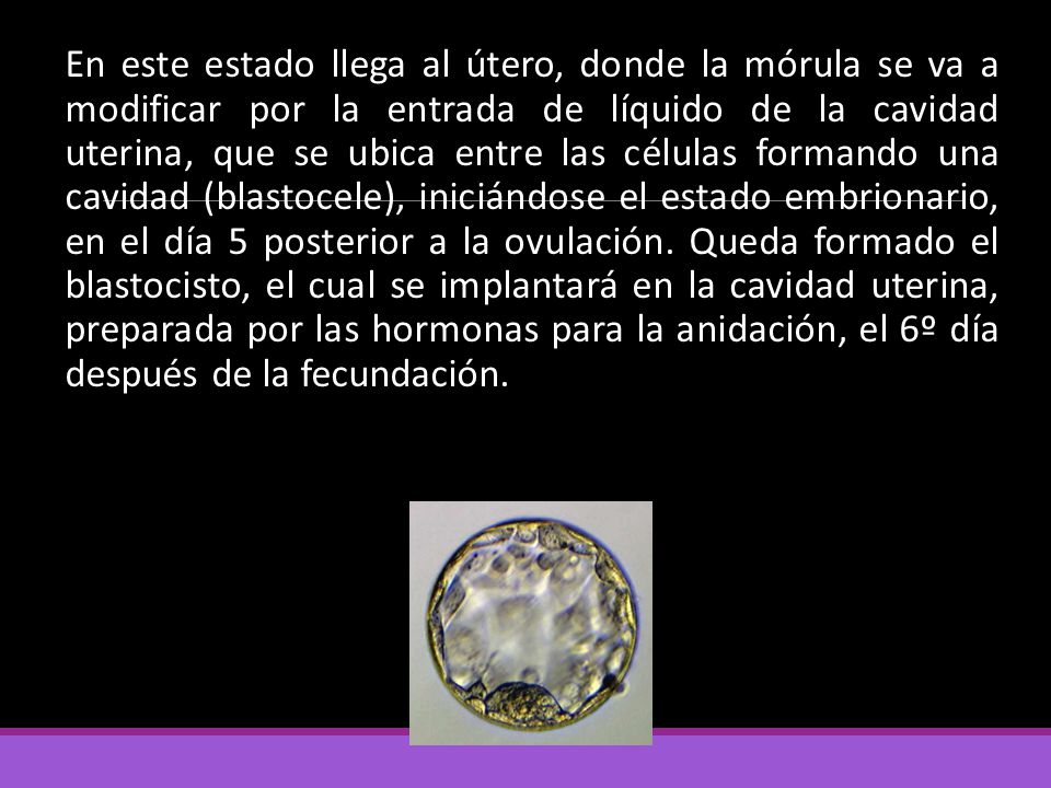 En este estado llega al útero, donde la mórula se va a modificar por la entrada de líquido de la cavidad uterina, que se ubica entre las células formando una cavidad (blastocele), iniciándose el estado embrionario, en el día 5 posterior a la ovulación.