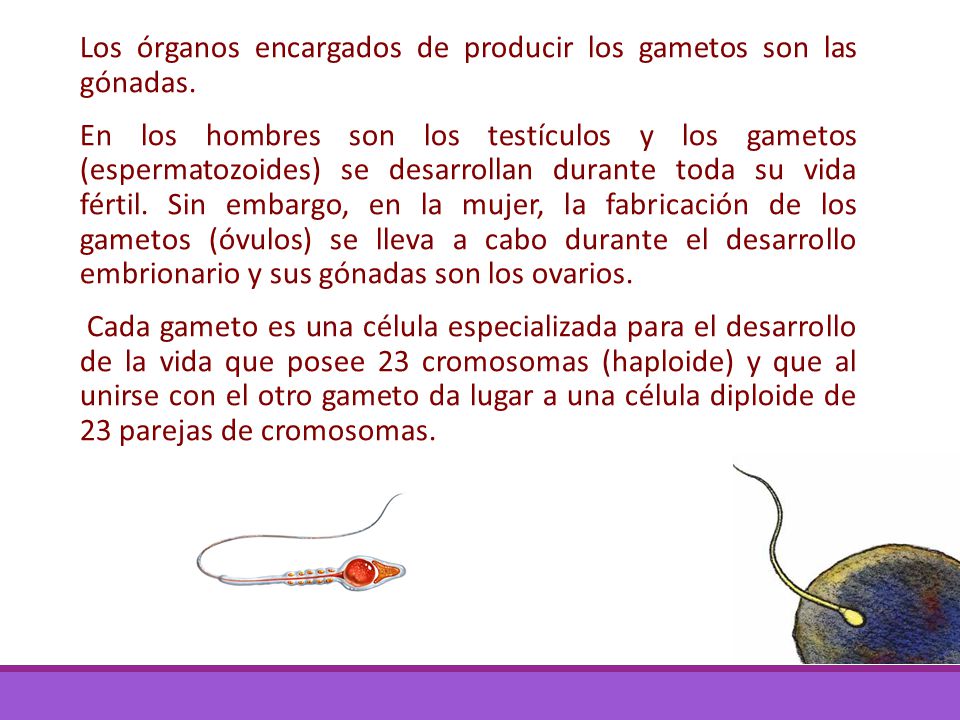 Los órganos encargados de producir los gametos son las gónadas.