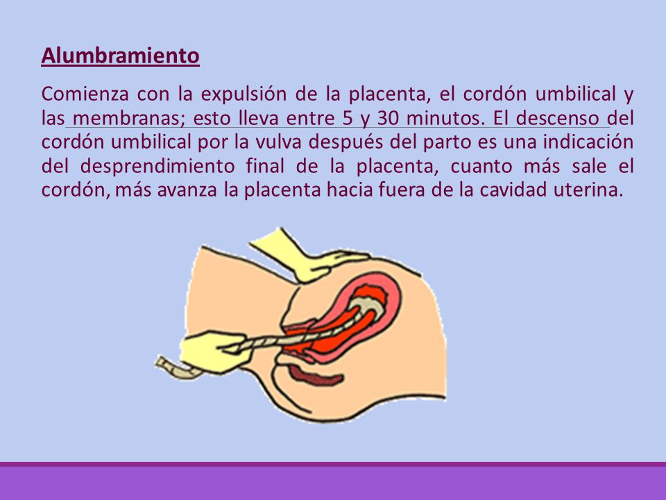 Alumbramiento Comienza con la expulsión de la placenta, el cordón umbilical y las membranas; esto lleva entre 5 y 30 minutos.