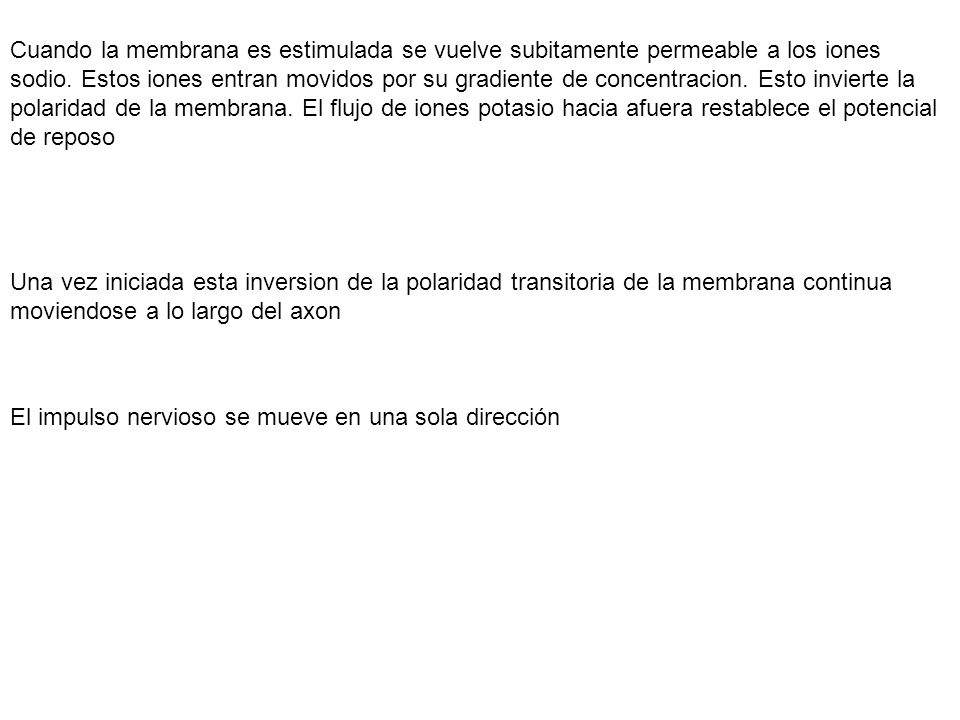 Cuando la membrana es estimulada se vuelve subitamente permeable a los iones sodio. Estos iones entran movidos por su gradiente de concentracion. Esto invierte la polaridad de la membrana. El flujo de iones potasio hacia afuera restablece el potencial de reposo