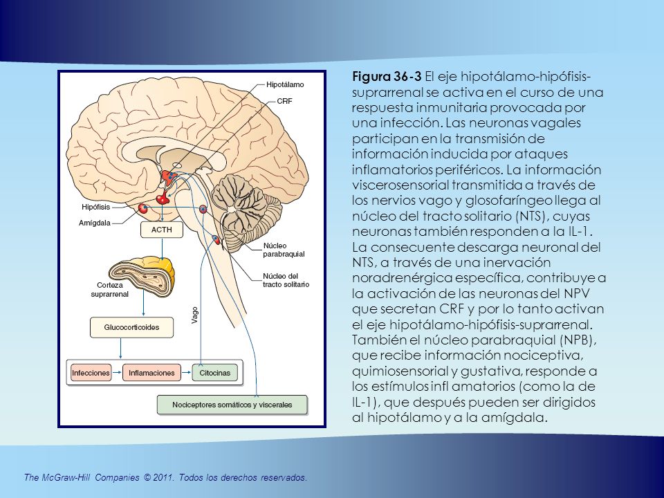 Figura 36-3 El eje hipotálamo-hipófisis-suprarrenal se activa en el curso de una respuesta inmunitaria provocada por una infección.