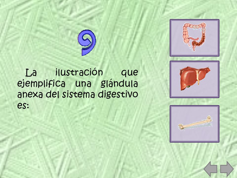 La ilustración que ejemplifica una glándula anexa del sistema digestivo es: