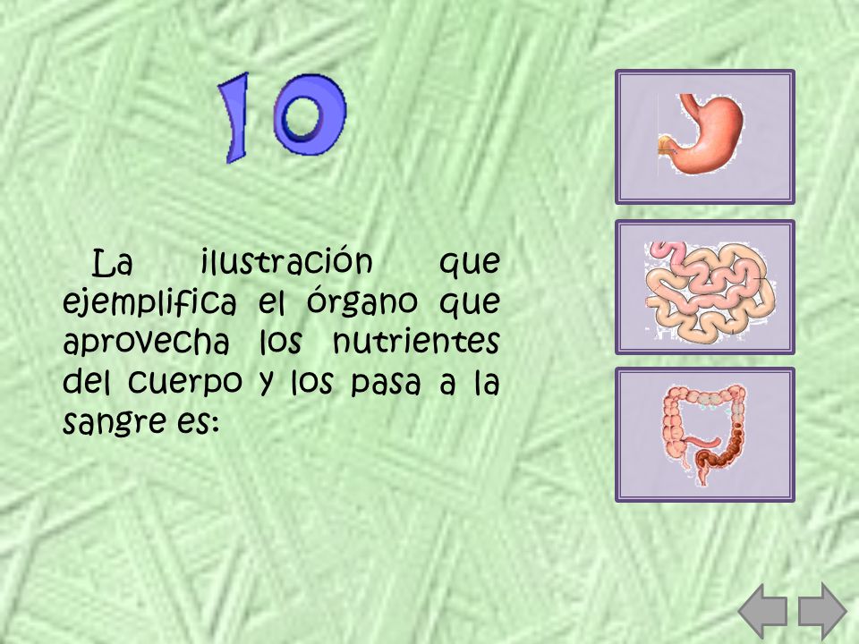 La ilustración que ejemplifica el órgano que aprovecha los nutrientes del cuerpo y los pasa a la sangre es: