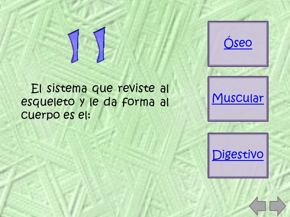Óseo Muscular El sistema que reviste al esqueleto y le da forma al cuerpo es el: Digestivo