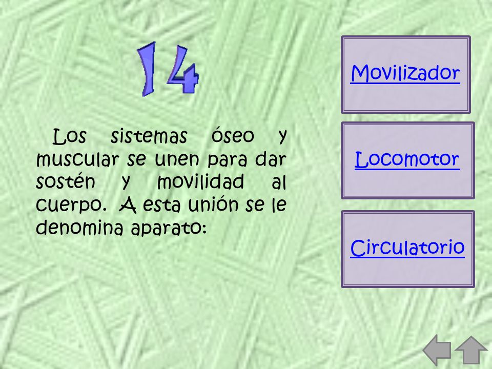 Movilizador Los sistemas óseo y muscular se unen para dar sostén y movilidad al cuerpo. A esta unión se le denomina aparato: