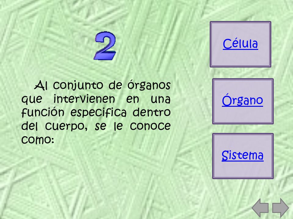 Célula Al conjunto de órganos que intervienen en una función especifica dentro del cuerpo, se le conoce como: