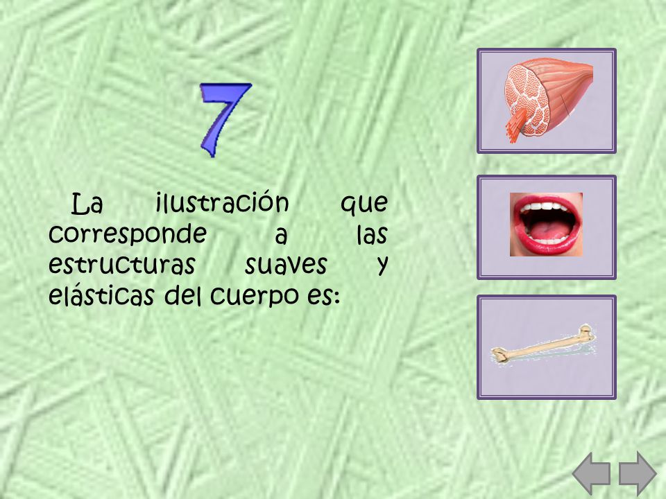La ilustración que corresponde a las estructuras suaves y elásticas del cuerpo es: