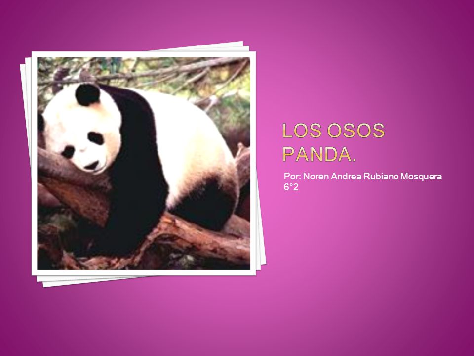 Los Osos Panda. Por: Noren Andrea Rubiano Mosquera 6°2
