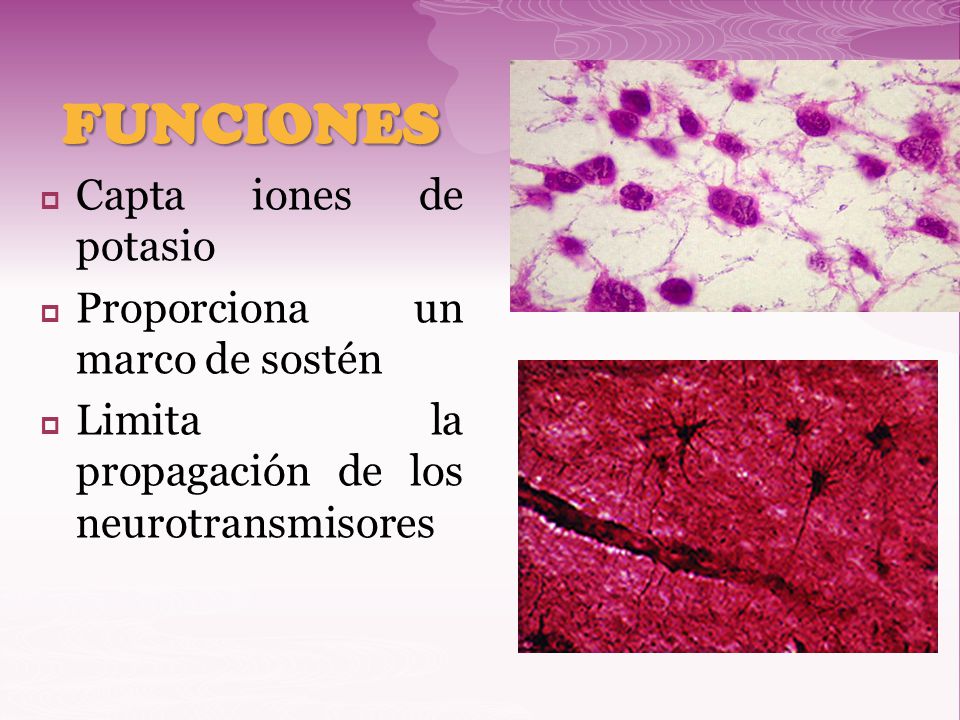 FUNCIONES Capta iones de potasio Proporciona un marco de sostén
