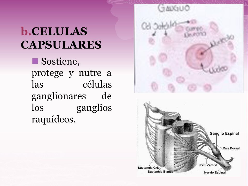 CELULAS CAPSULARES Sostiene, protege y nutre a las células ganglionares de los ganglios raquídeos.