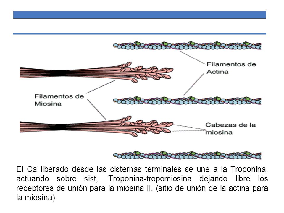 El Ca liberado desde las cisternas terminales se une a la Troponina, actuando sobre sist,.