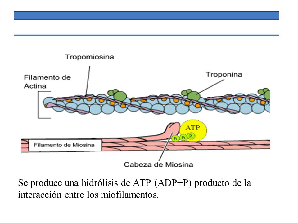 Se produce una hidrólisis de ATP (ADP+P) producto de la interacción entre los miofilamentos.