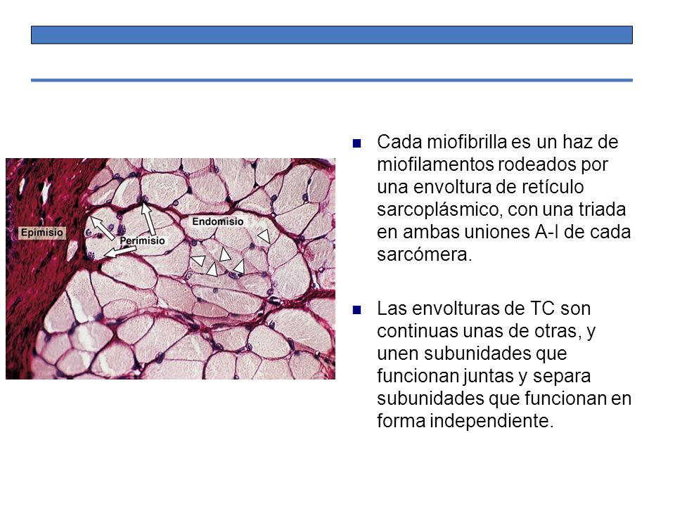 Cada miofibrilla es un haz de miofilamentos rodeados por una envoltura de retículo sarcoplásmico, con una triada en ambas uniones A-I de cada sarcómera.