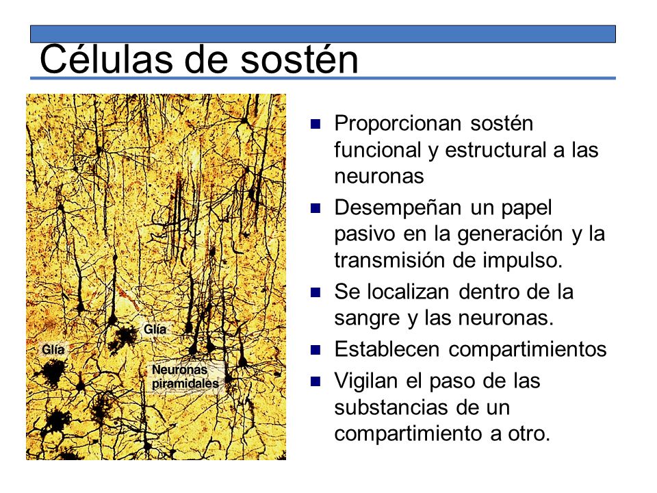 Células de sostén Proporcionan sostén funcional y estructural a las neuronas.