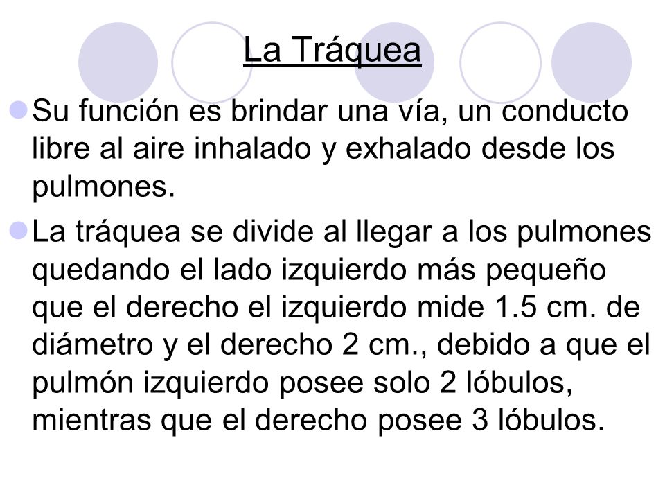 La Tráquea Su función es brindar una vía, un conducto libre al aire inhalado y exhalado desde los pulmones.