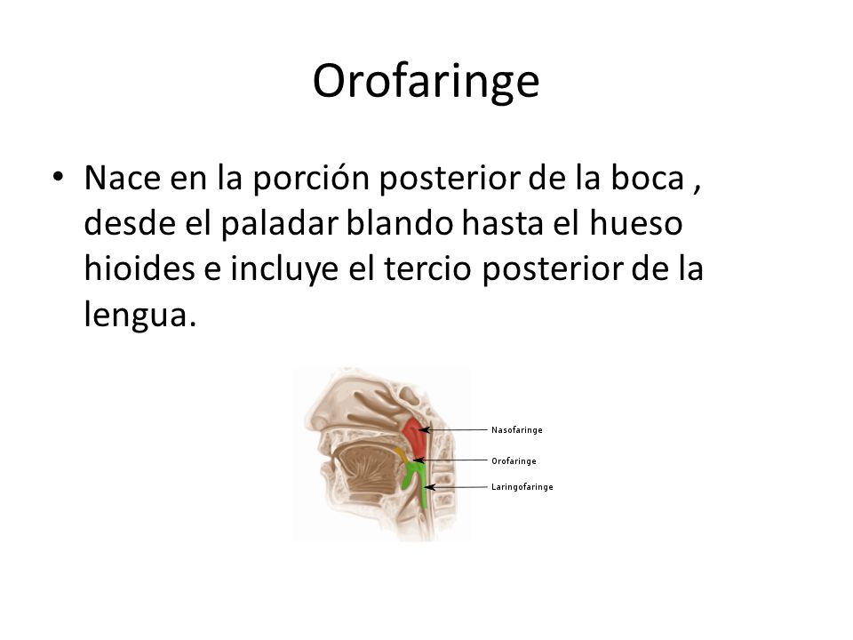 Orofaringe Nace en la porción posterior de la boca , desde el paladar blando hasta el hueso hioides e incluye el tercio posterior de la lengua.