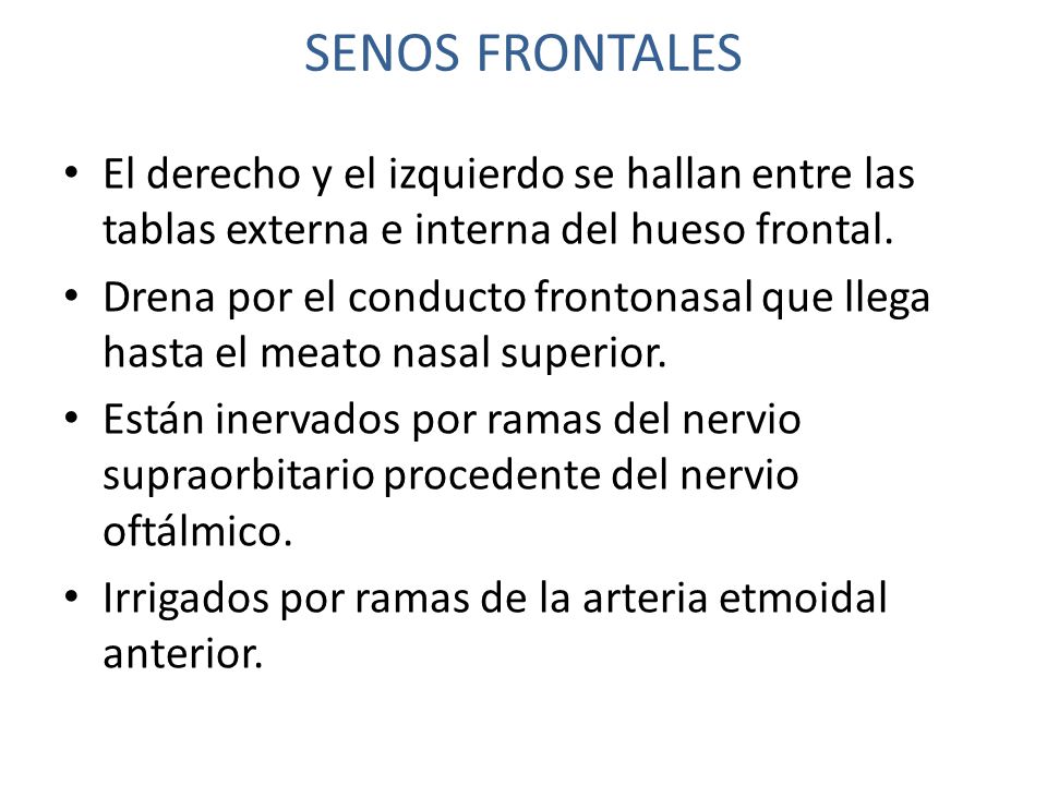 SENOS FRONTALES El derecho y el izquierdo se hallan entre las tablas externa e interna del hueso frontal.