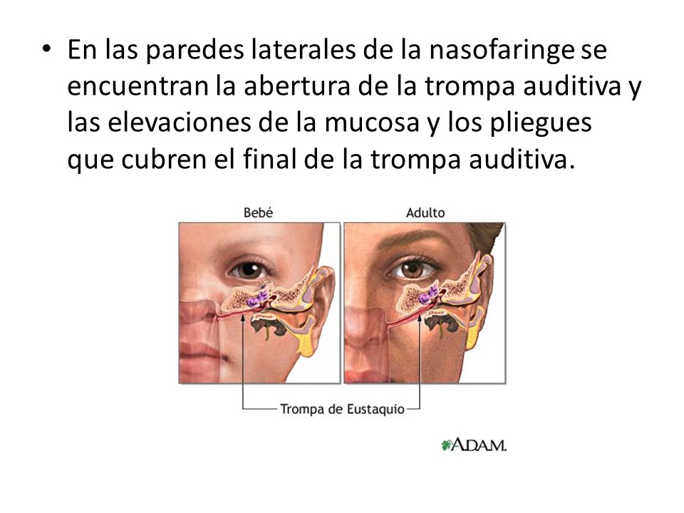 En las paredes laterales de la nasofaringe se encuentran la abertura de la trompa auditiva y las elevaciones de la mucosa y los pliegues que cubren el final de la trompa auditiva.