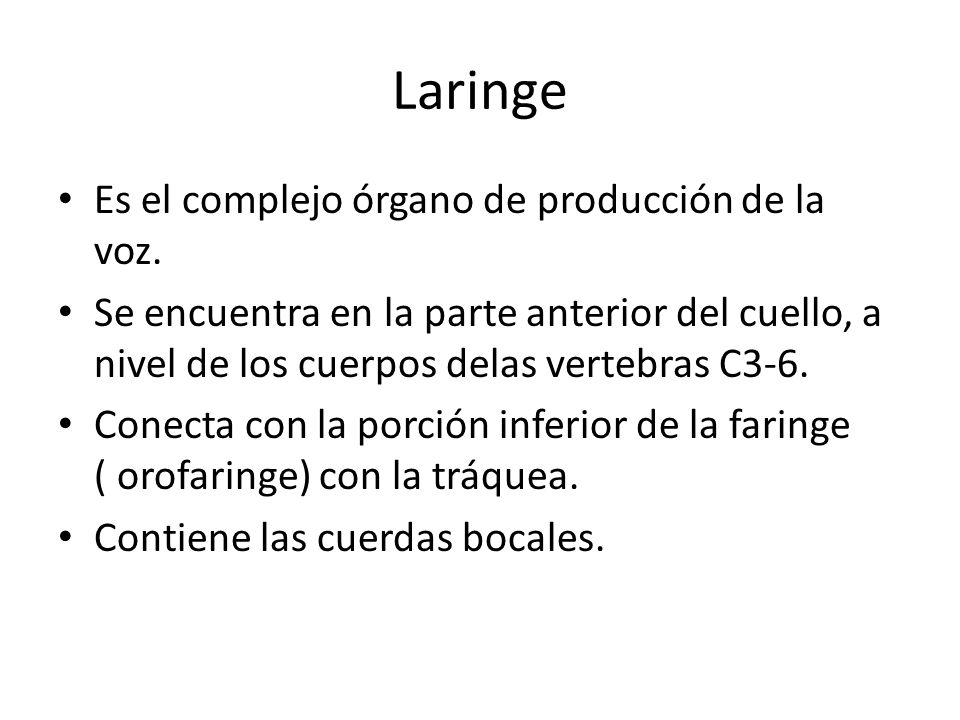 Laringe Es el complejo órgano de producción de la voz.