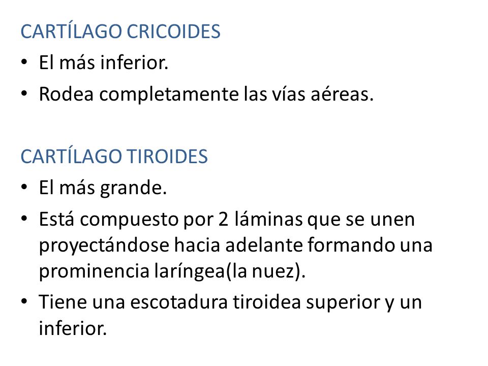 CARTÍLAGO CRICOIDES El más inferior. Rodea completamente las vías aéreas. CARTÍLAGO TIROIDES. El más grande.
