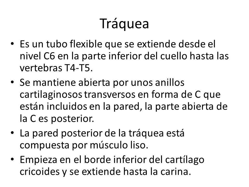 Tráquea Es un tubo flexible que se extiende desde el nivel C6 en la parte inferior del cuello hasta las vertebras T4-T5.