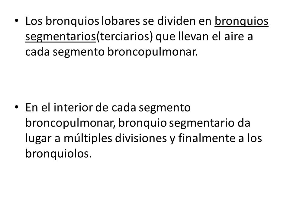 Los bronquios lobares se dividen en bronquios segmentarios(terciarios) que llevan el aire a cada segmento broncopulmonar.