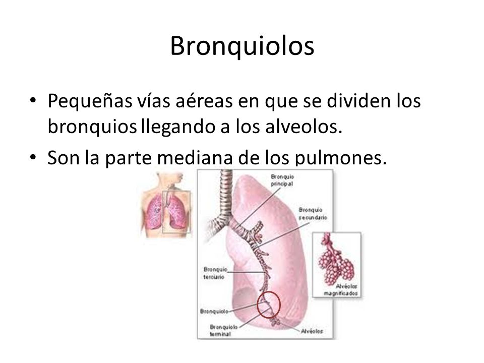 Bronquiolos Pequeñas vías aéreas en que se dividen los bronquios llegando a los alveolos.