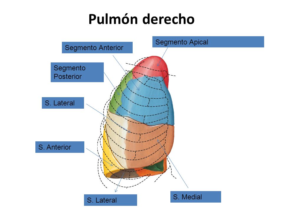 Pulmón derecho Segmento Apical Segmento Anterior Segmento Posterior