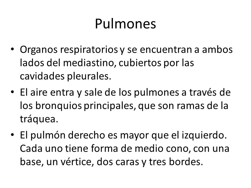 Pulmones Organos respiratorios y se encuentran a ambos lados del mediastino, cubiertos por las cavidades pleurales.