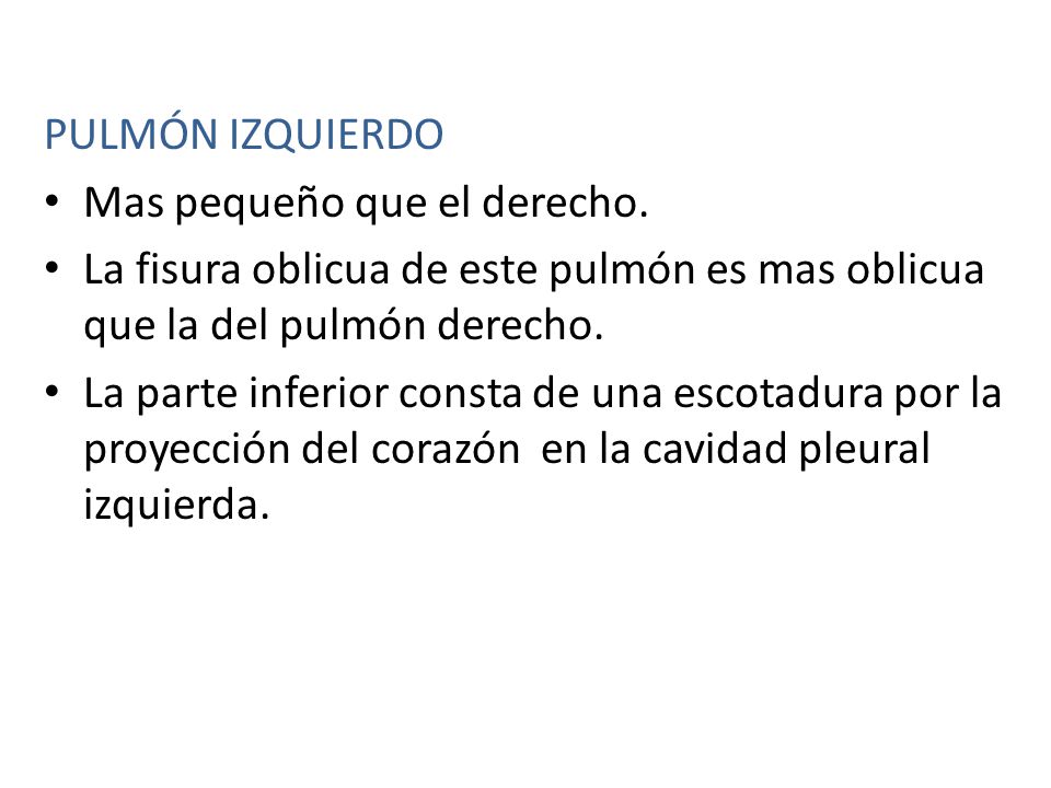 PULMÓN IZQUIERDO Mas pequeño que el derecho. La fisura oblicua de este pulmón es mas oblicua que la del pulmón derecho.